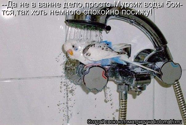 --Да не в ванне дело,просто Мурзик воды бои- тся,так хоть немного спокойно посижу!... Котоматрица: --Да не в ванне дело,просто Мурзик воды бои- тся,так хоть немного спокойно посижу!