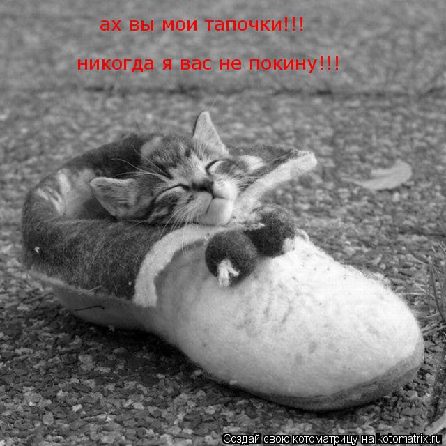 ах вы мои тапочки!!! никогда я вас не покину!!!... Котоматрица: ах вы мои тапочки!!! никогда я вас не покину!!!