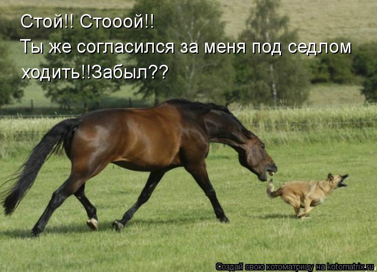 Стой!! Стооой!! ходить!!Забыл?? Ты же согласился за меня под седлом... Котоматрица: Стой!! Стооой!! ходить!!Забыл?? Ты же согласился за меня под седлом