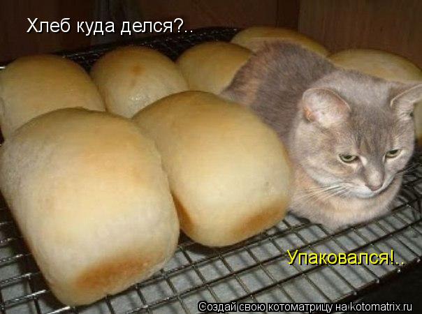 Хлеб куда делся?.. Упаковался!..... Котоматрица: Хлеб куда делся?.. Упаковался!..