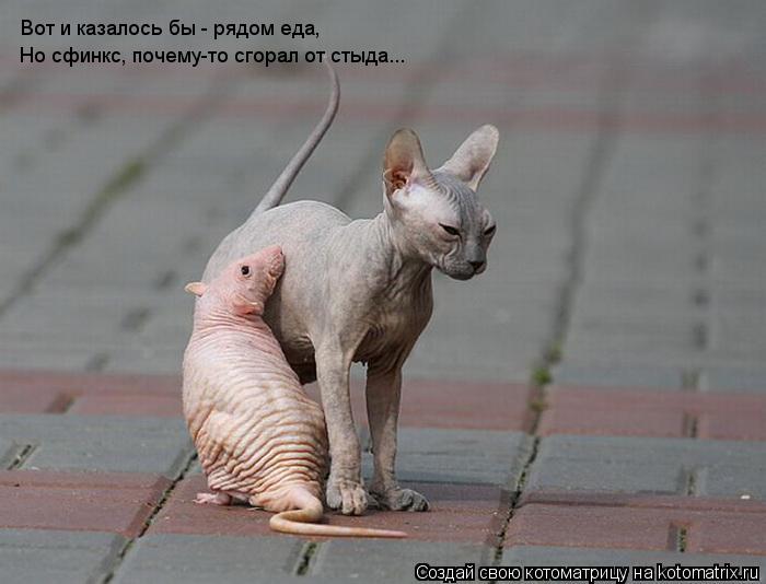Вот и казалось бы - рядом еда, Но сфинкс, почему-то сгорал от стыда...... Котоматрица: Вот и казалось бы - рядом еда, Но сфинкс, почему-то сгорал от стыда...