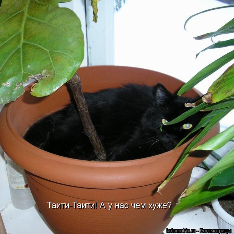 Таити-Таити! А у нас чем хуже?... Котоматрица: Таити-Таити! А у нас чем хуже?