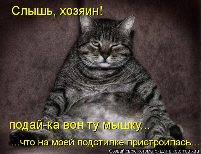 Слышь, хозяин! подай-ка вон ту мышку... ...что на моей подстилке пристроилась...... Котоматрица: Слышь, хозяин! подай-ка вон ту мышку... ...что на моей подстилке пристроилась...