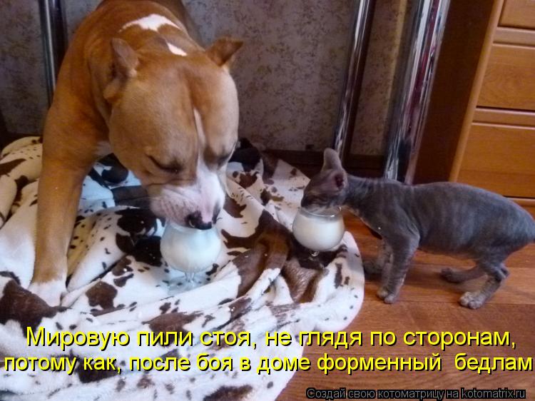 Мировую пили стоя, не глядя по сторонам, потому как, после боя в доме форменный бедлам.... Котоматрица: Мировую пили стоя, не глядя по сторонам, потому как, после боя в доме форменный бедлам.