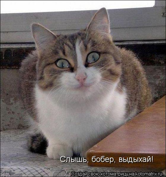 Слышь, бобер, выдыхай! Слышь, бобер, выдыхай!... Котоматрица: Слышь, бобер, выдыхай! Слышь, бобер, выдыхай!