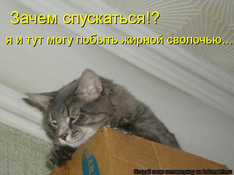 Зачем спускаться!? я и тут могу побыть жирной сволочью...... Котоматрица: Зачем спускаться!? я и тут могу побыть жирной сволочью...
