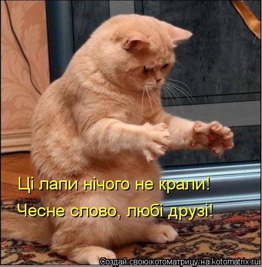 Цi лапи нiчого не крали! Чесне слово, любi друзi!... Котоматрица: Цi лапи нiчого не крали! Чесне слово, любi друзi!