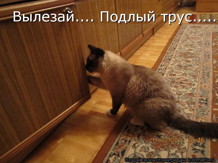Вылезай.... Подлый трус........ Котоматрица: Вылезай.... Подлый трус.....