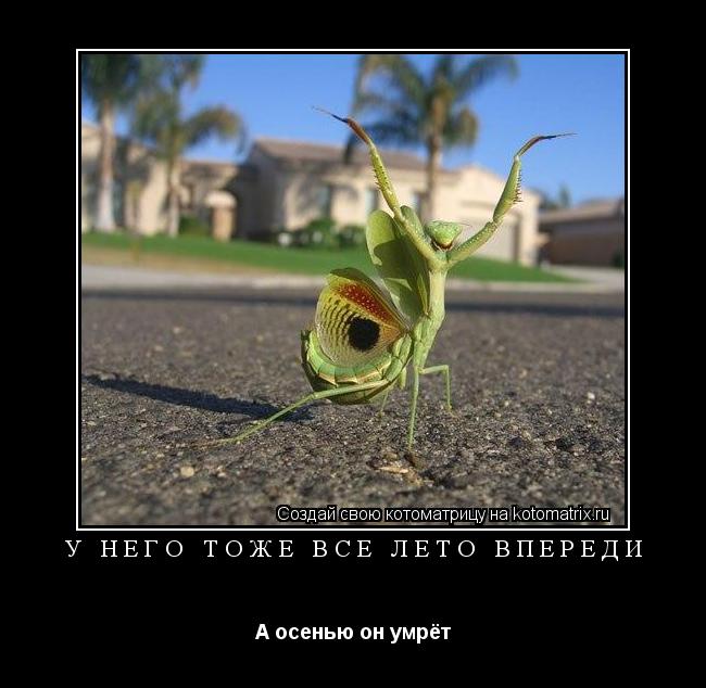 у него тоже всё лето впереди А осенью он умрёт... Котоматрица: у него тоже всё лето впереди А осенью он умрёт