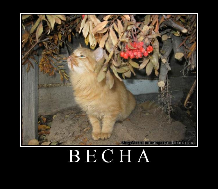 весна ... Котоматрица: весна