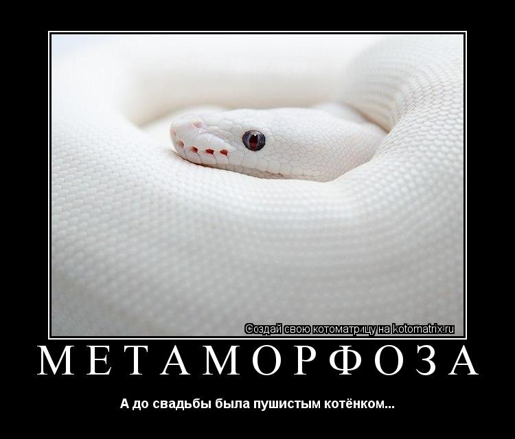 Метаморфоза А до свадьбы была пушистым котёнком...... Котоматрица: Метаморфоза А до свадьбы была пушистым котёнком...