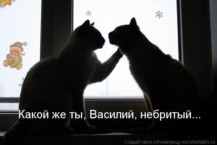 Какой же ты, Василий, небритый...... Котоматрица: Какой же ты, Василий, небритый...