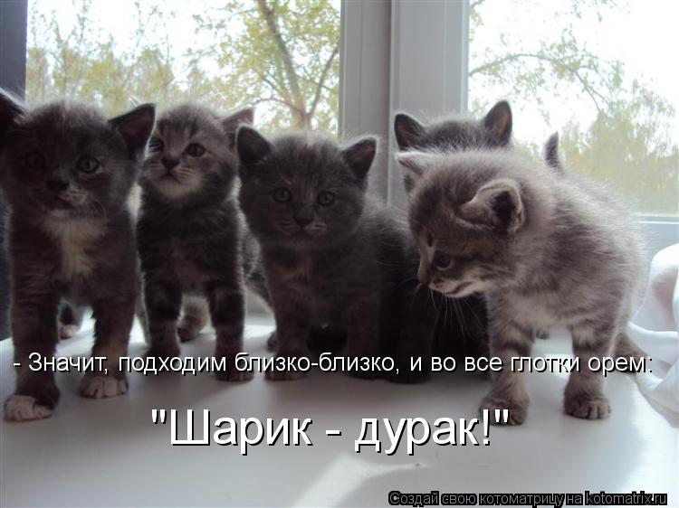 Котоматрица: - Значит, подходим близко-близко, и во все глотки орем: "Шарик - дурак!"