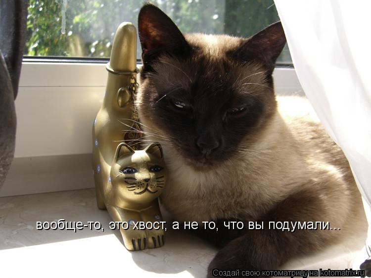 Котоматрица: вообще-то, это хвост, а не то, что вы подумали...