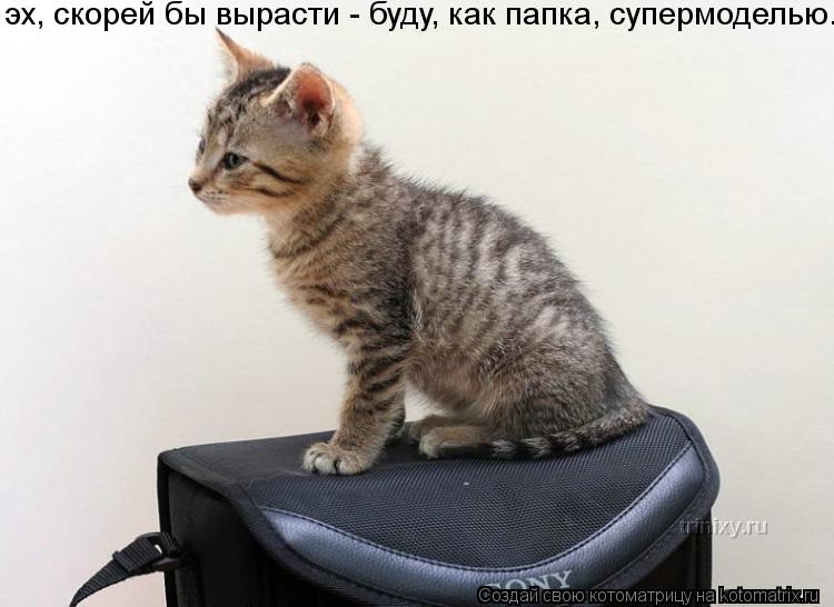 Котоматрица: эх, скорей бы вырасти - буду, как папка, супермоделью.
