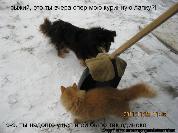 Котоматрица: рыжий, это ты вчера спер мою куринную лапку?! э-э, ты надолго ушел и ей было так одиноко