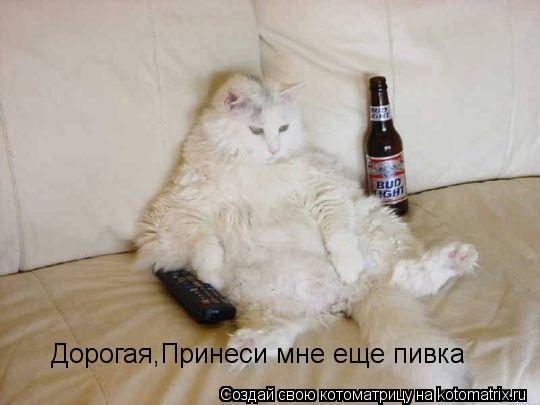 Котоматрица: Дорогая,Принеси мне еще пивка