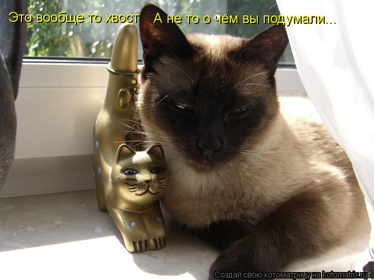 Котоматрица: Это вообще то хвост  А не то о чём вы подумали...