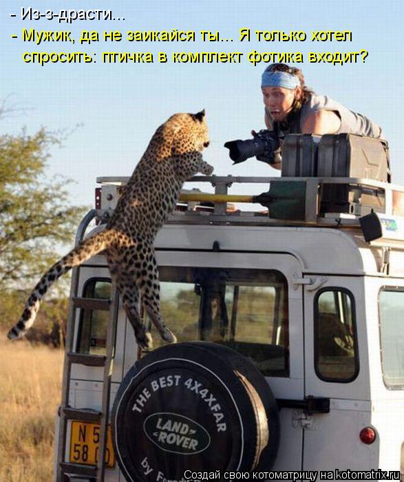 Котоматрица: - Из-з-драсти... - Мужик, да не заикайся ты... Я только хотел  спросить: птичка в комплект фотика входит?