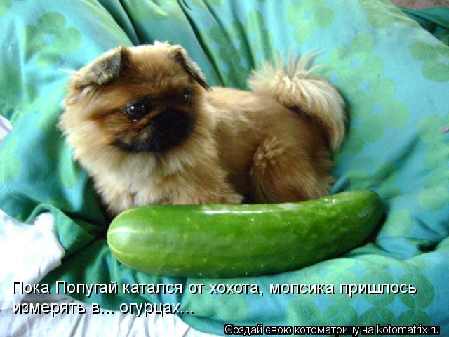 Пока Попугай катался от хохота, мопсика пришлось измерять в... огурцах...... Котоматрица: Пока Попугай катался от хохота, мопсика пришлось измерять в... огурцах...