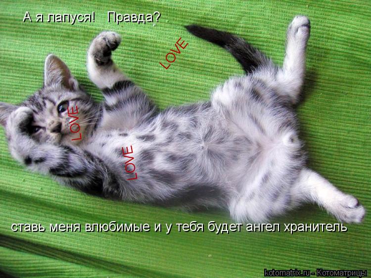 А я лапуся! Правда? ставь меня влюбимые и у тебя будет ангел хранитель LOVE LOVE LOVE... Котоматрица: А я лапуся! Правда? ставь меня влюбимые и у тебя будет ангел хранитель LOVE LOVE LOVE