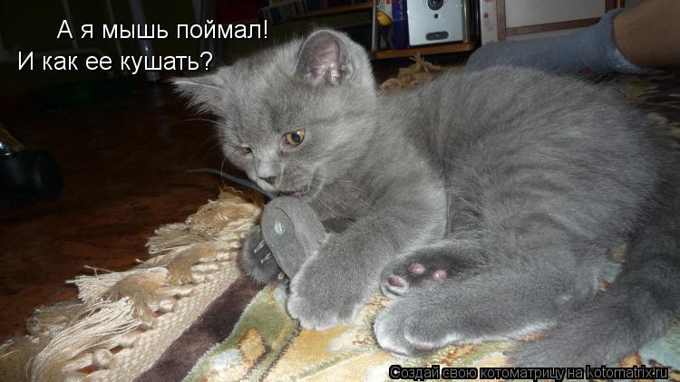 А я мышь поймал! И как ее кушать?... Котоматрица: А я мышь поймал! И как ее кушать?