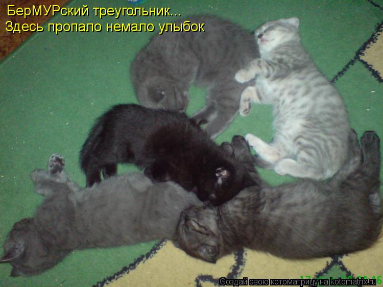 БерМУРский треугольник... Здесь пропало немало улыбок... Котоматрица: БерМУРский треугольник... Здесь пропало немало улыбок