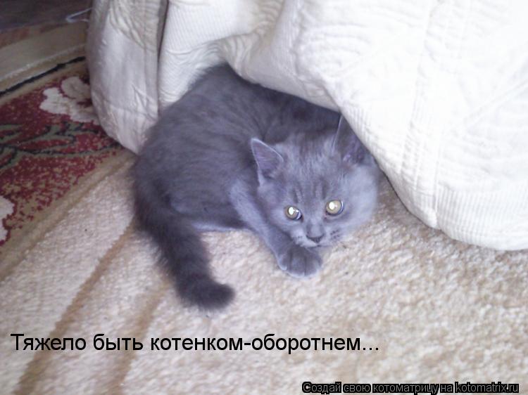 Тяжело быть котенком-оборотнем...... Котоматрица: Тяжело быть котенком-оборотнем...