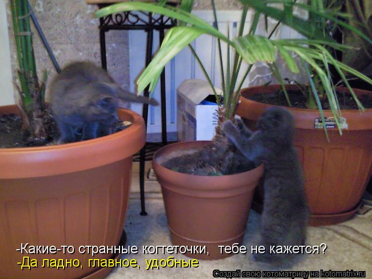 -Какие-то странные когтеточки, тебе не кажется? -Да ладно, главное, удобные... Котоматрица: -Какие-то странные когтеточки, тебе не кажется? -Да ладно, главное, удобные