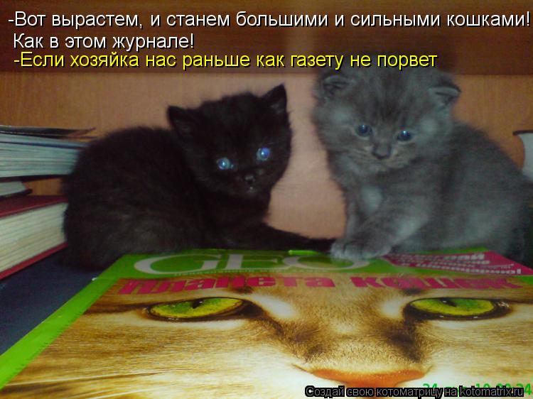 -Вот вырастем, и станем большими и сильными кошками! Как в этом журнале! -Если хозяйка нас раньше как... Котоматрица: -Вот вырастем, и станем большими и сильными кошками! Как в этом журнале! -Если хозяйка нас раньше как газету не порвет