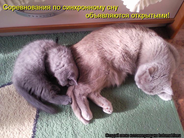 Соревнования по синхронному сну объявляются открытыми!... Котоматрица: Соревнования по синхронному сну объявляются открытыми!
