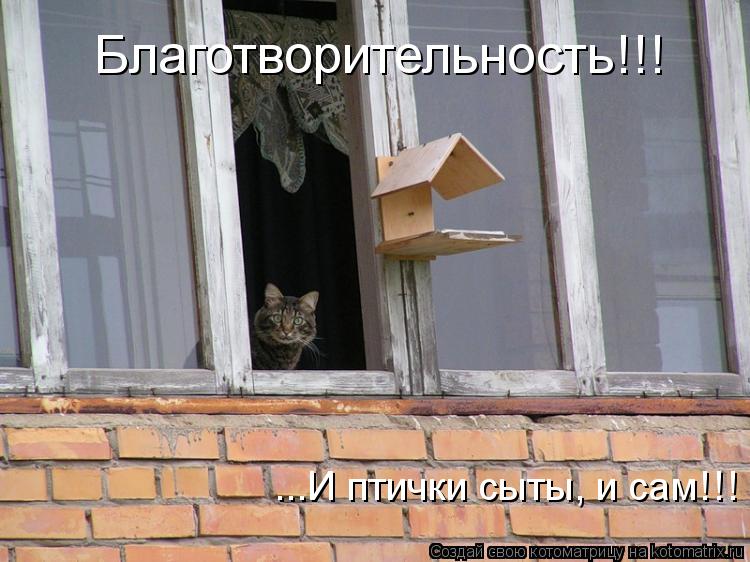 Благотворительность!!! ...И птички сыты, и сам!!!... Котоматрица: Благотворительность!!! ...И птички сыты, и сам!!!