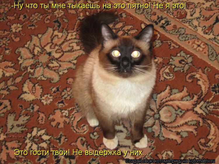 -Ну что ты мне тыкаешь на это пятно! Не я это! Это гости твои! Не выдержка у них...... Котоматрица: -Ну что ты мне тыкаешь на это пятно! Не я это! Это гости твои! Не выдержка у них...