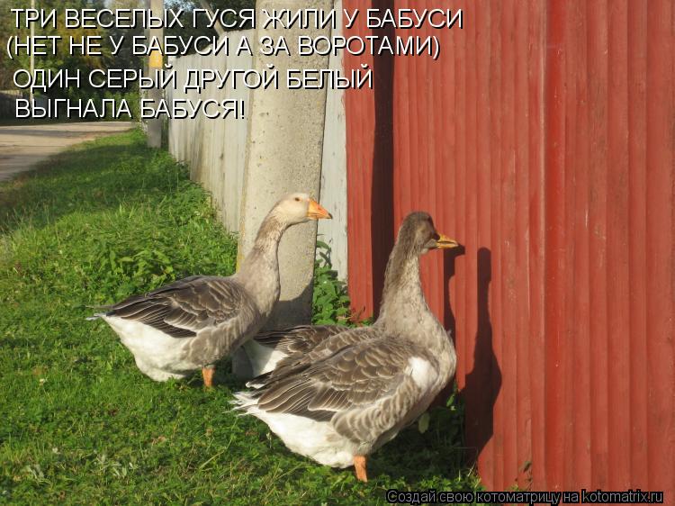 ТРИ ВЕСЕЛЫХ ГУСЯ ЖИЛИ У БАБУСИ ОДИН СЕРЫЙ ДРУГОЙ БЕЛЫЙ ВЫГНАЛА БАБУСЯ! (НЕТ НЕ У БАБУСИ А ЗА ВОРОТА... Котоматрица: ТРИ ВЕСЕЛЫХ ГУСЯ ЖИЛИ У БАБУСИ ОДИН СЕРЫЙ ДРУГОЙ БЕЛЫЙ ВЫГНАЛА БАБУСЯ! (НЕТ НЕ У БАБУСИ А ЗА ВОРОТАМИ)