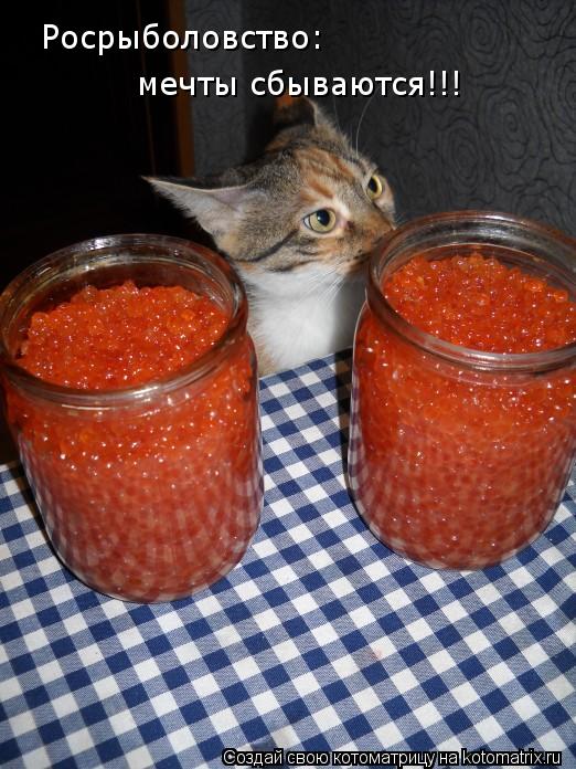 Росрыболовство: мечты сбываются!!!... Котоматрица: Росрыболовство: мечты сбываются!!!