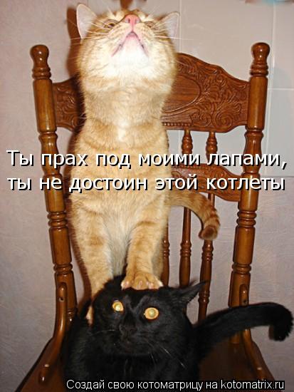 Ты прах под моими лапами, ты не достоин этой котлеты... Котоматрица: Ты прах под моими лапами, ты не достоин этой котлеты