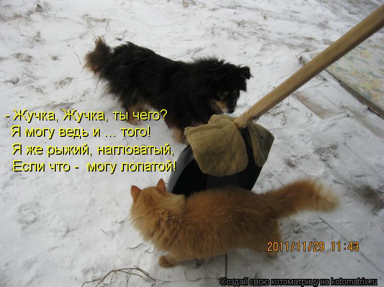 Я могу ведь и ... того! - Жучка, Жучка, ты чего? Я же рыжий, нагловатый, Если что - могу лопатой!... Котоматрица: Я могу ведь и ... того! - Жучка, Жучка, ты чего? Я же рыжий, нагловатый, Если что - могу лопатой!