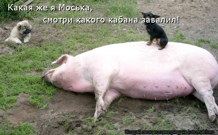 Какая же я Моська, смотри какого кабана завалил!... Котоматрица: Какая же я Моська, смотри какого кабана завалил!