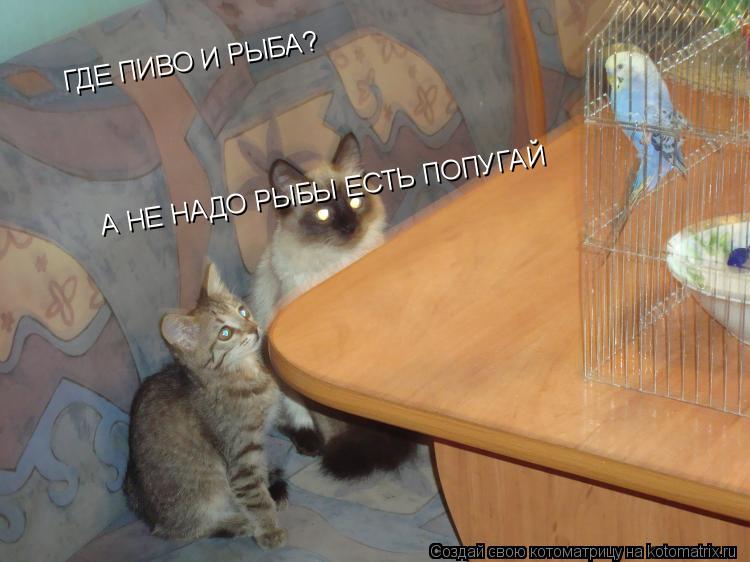 ГДЕ ПИВО И РЫБА? А НЕ НАДО РЫБЫ ЕСТЬ ПОПУГАЙ... Котоматрица: ГДЕ ПИВО И РЫБА? А НЕ НАДО РЫБЫ ЕСТЬ ПОПУГАЙ