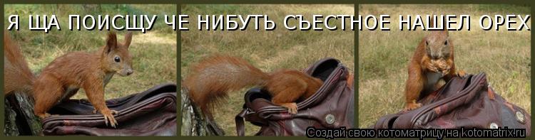 Я ЩА ПОИСЩУ ЧЕ НИБУТЬ СЪЕСТНОЕ НАШЕЛ ОРЕХ... Котоматрица: Я ЩА ПОИСЩУ ЧЕ НИБУТЬ СЪЕСТНОЕ НАШЕЛ ОРЕХ