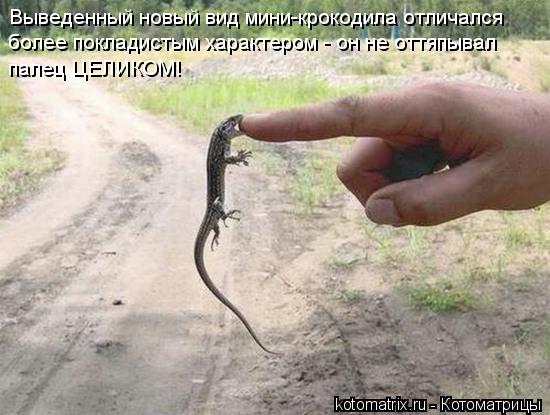 Выведенный новый вид мини-крокодила отличался более покладистым характером - он не оттяпывал палец ... Котоматрица: Выведенный новый вид мини-крокодила отличался более покладистым характером - он не оттяпывал палец ЦЕЛИКОМ!
