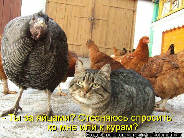 - Ты за яйцами? Стесняюсь спросить: ко мне или к курам?... Котоматрица: - Ты за яйцами? Стесняюсь спросить: ко мне или к курам?