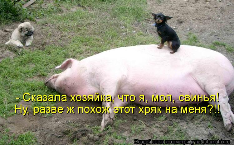 - Сказала хозяйка, что я, мол, свинья! Ну, разве ж похож этот хряк на меня?!!... Котоматрица: - Сказала хозяйка, что я, мол, свинья! Ну, разве ж похож этот хряк на меня?!!