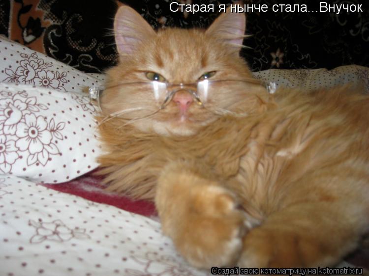 Старая я нынче стала...Внучок... Котоматрица: Старая я нынче стала...Внучок