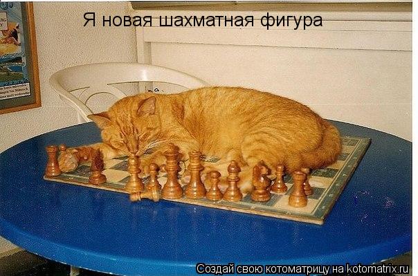 Я новая шахматная фигура... Котоматрица: Я новая шахматная фигура