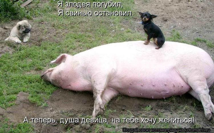 Я злодея погубил, Я свинью остановил. А теперь, душа девица, на тебе хочу жениться!... Котоматрица: Я злодея погубил, Я свинью остановил. А теперь, душа девица, на тебе хочу жениться!
