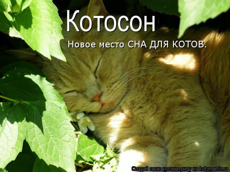Котосон Новое место СНА ДЛЯ КОТОВ.... Котоматрица: Котосон Новое место СНА ДЛЯ КОТОВ.