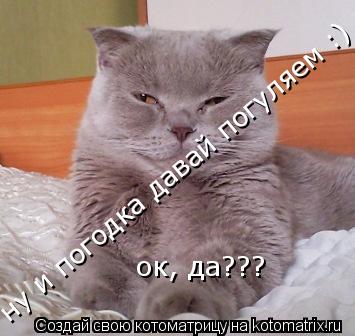 ну и погодка давай погуляем :) ок, да???... Котоматрица: ну и погодка давай погуляем :) ок, да???