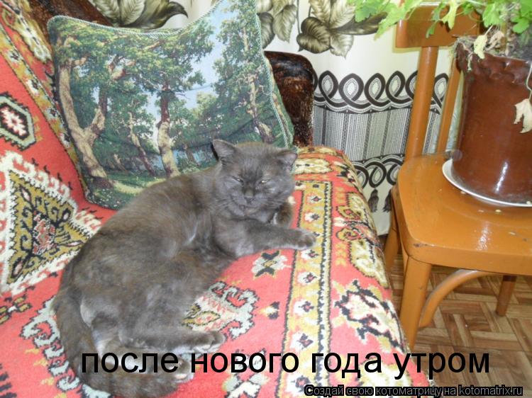 после нового года утром... Котоматрица: после нового года утром