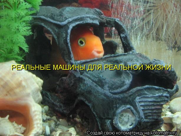 РЕАЛЬНЫЕ МАШИНЫ ДЛЯ РЕАЛЬНОЙ ЖИЗНИ... Котоматрица: РЕАЛЬНЫЕ МАШИНЫ ДЛЯ РЕАЛЬНОЙ ЖИЗНИ